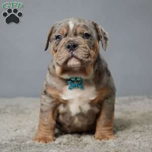 Mini olde hot sale english bulldog